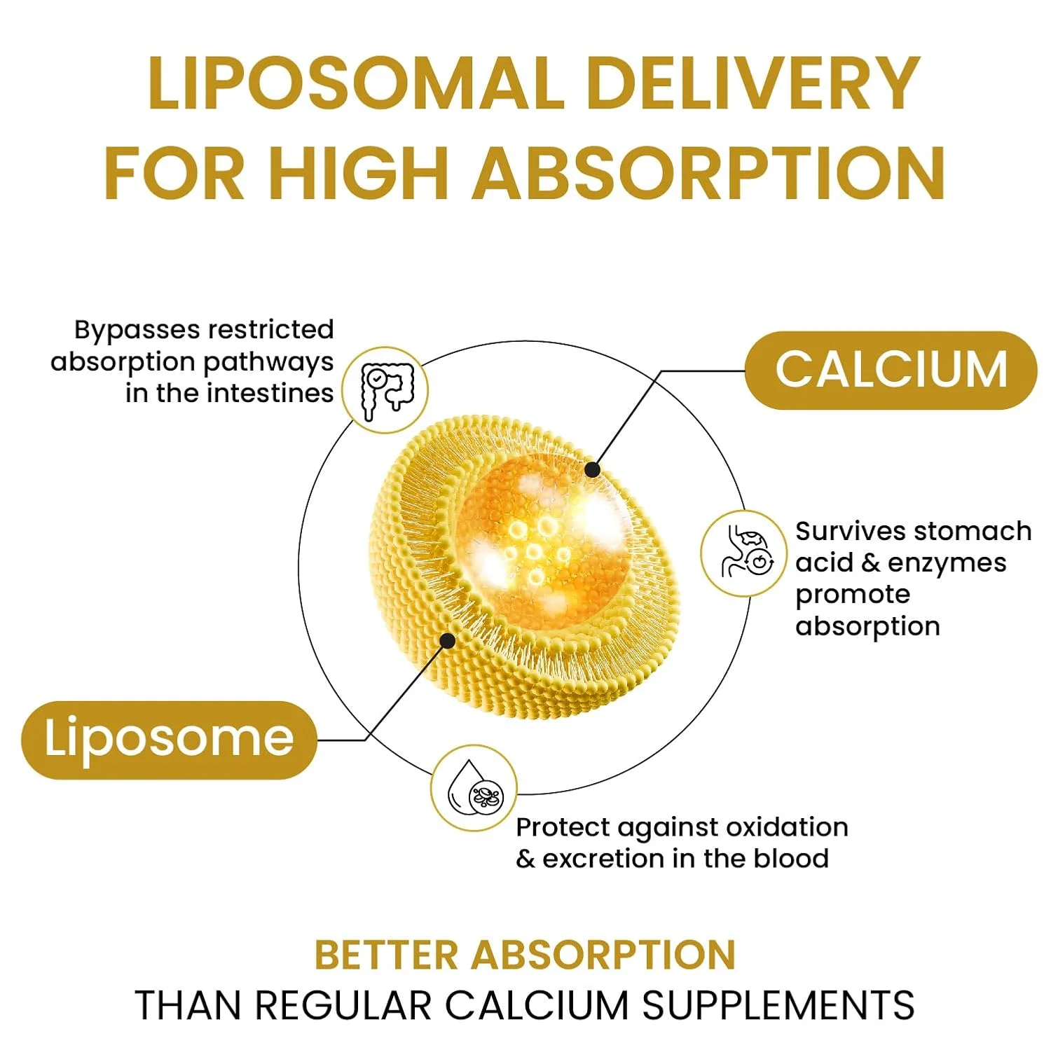 Vlado Himalayan Liposomal Calcium 2100mg Infographic High Absorption