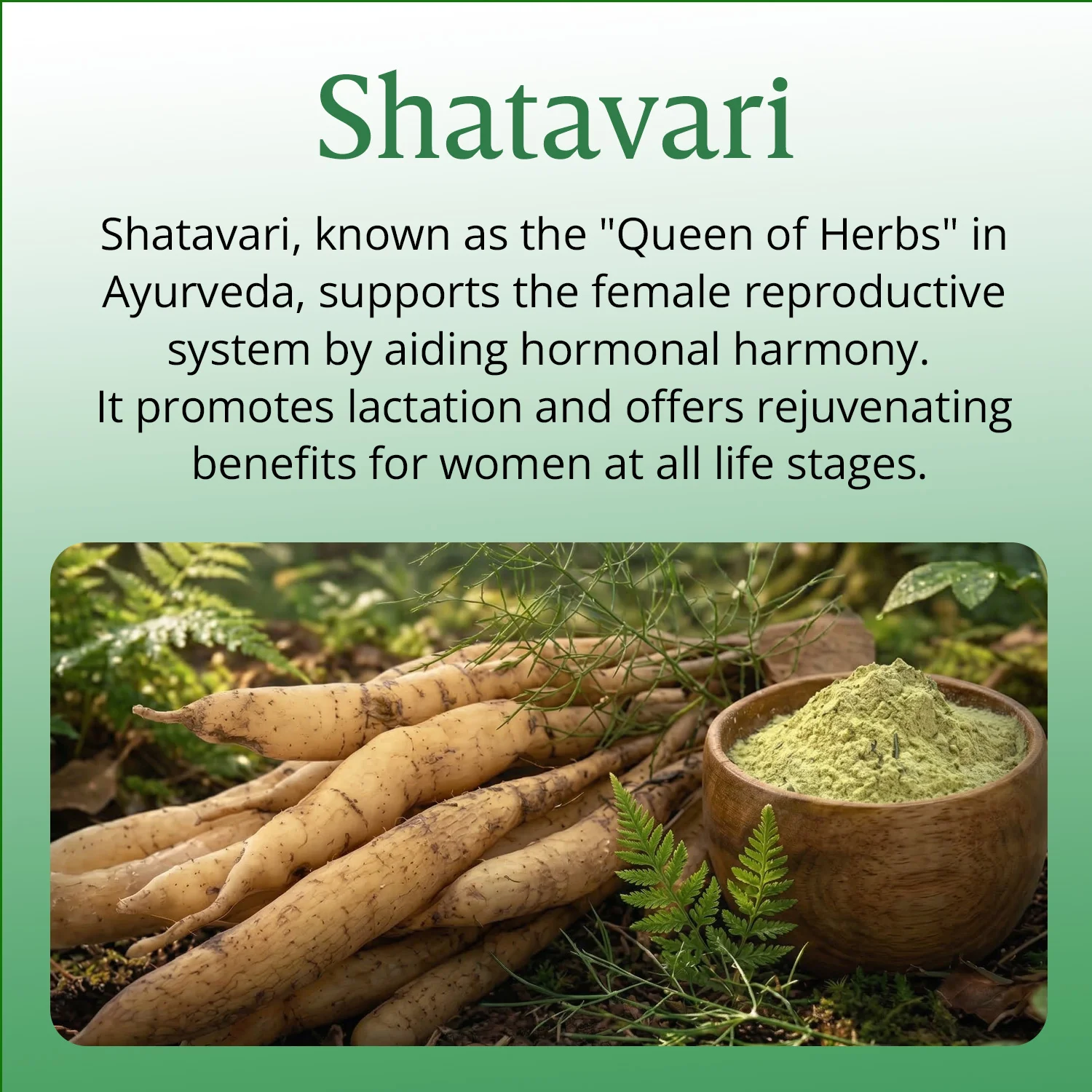 Vlado's Himalayan Organics Shatavari Extract Supplement Infographic
