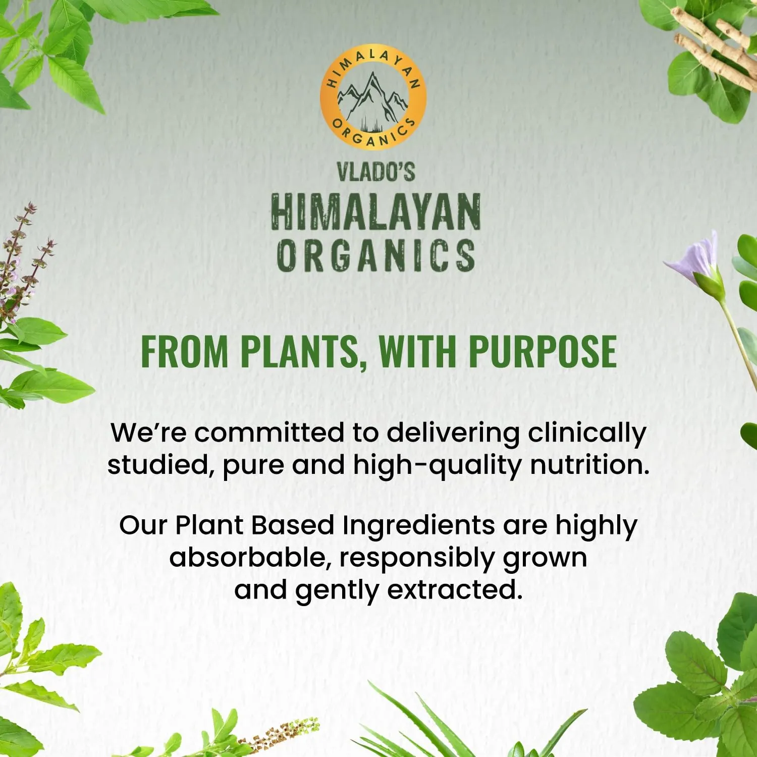 Ginkgo Biloba Brahmi 500mg Capsules